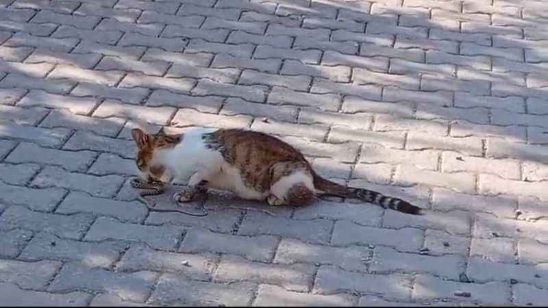 Yılanı gözüne kestiren kedi savaşın galibi oldu Yılanı gözüne kestiren kedi savaşın galibi oldu