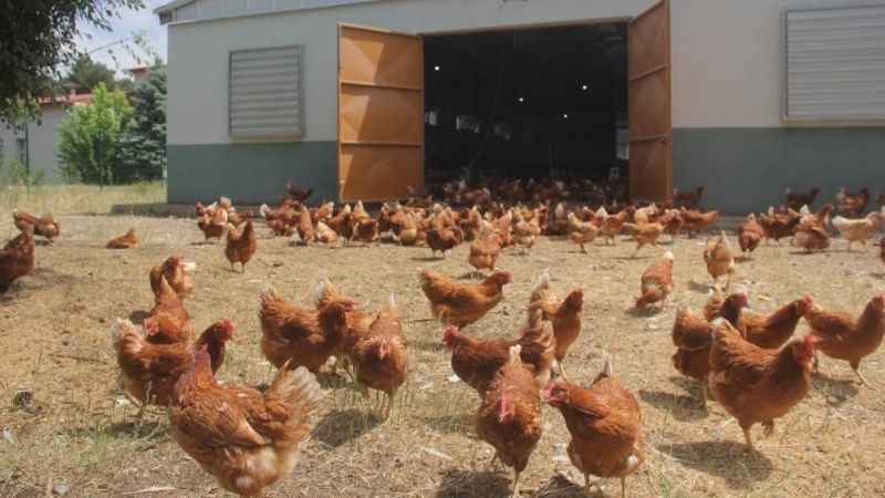 Tavuk üretimi yüzde 8,9 azaldı Tavuk üretimi yüzde 8,9 azaldı