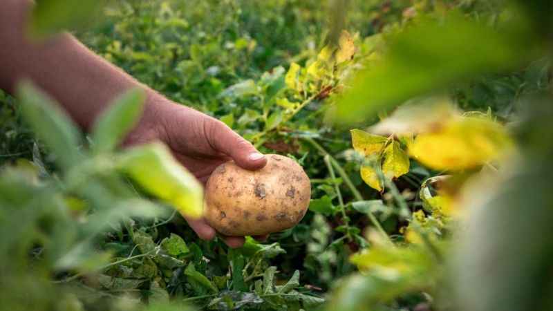  Atakey’e sürdürülebilir tarım standartlarında ‘Altın’ belge