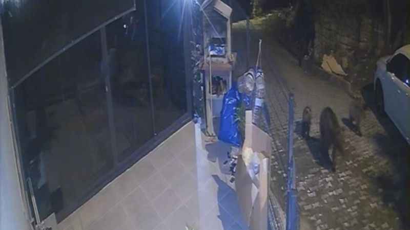 Zonguldak’ta köylere inen ayılar tedirgin ediyor