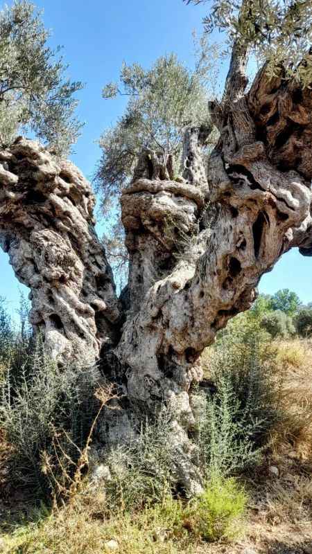Bodrum’da Dilmit Zeytini Şenliği Bodrum’da Dilmit Zeytini Şenliği