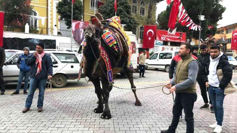 Denizli'de develerin gövde gösterisi
