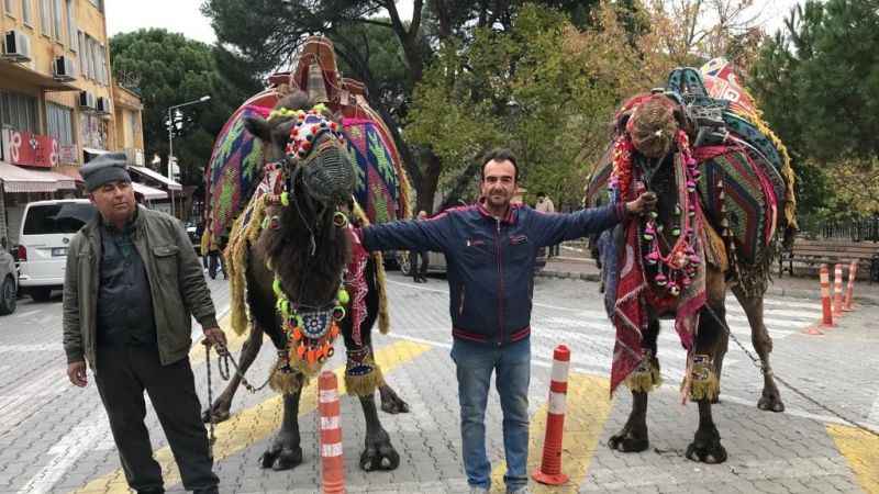 Denizli'de develerin gövde gösterisi Denizli'de develerin gövde gösterisi