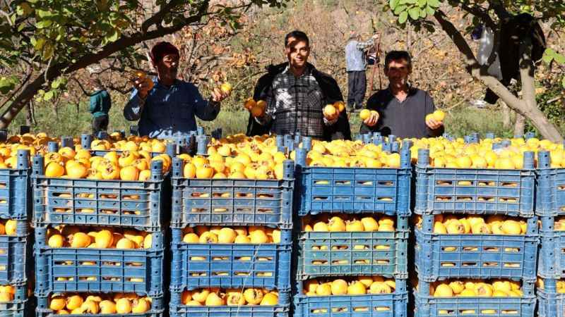 Depremin merkez üssünde çiftçilerin 'hurma' hasadı sevinci Depremin merkez üssünde çiftçilerin 'hurma' hasadı sevinci