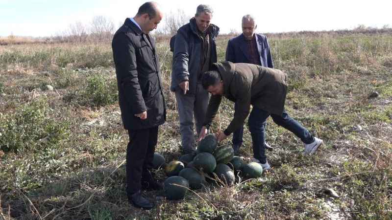 Iğdır’da karpuz hasadı