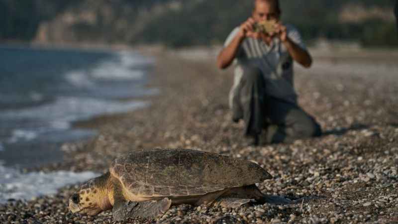 Antalya'da 2023 yılında 144 bin 334 yavru caretta caretta denizle buluştu