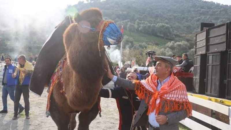 Ege’de 150 deve, güreş için meydanda Ege’de 150 deve, güreş için meydanda