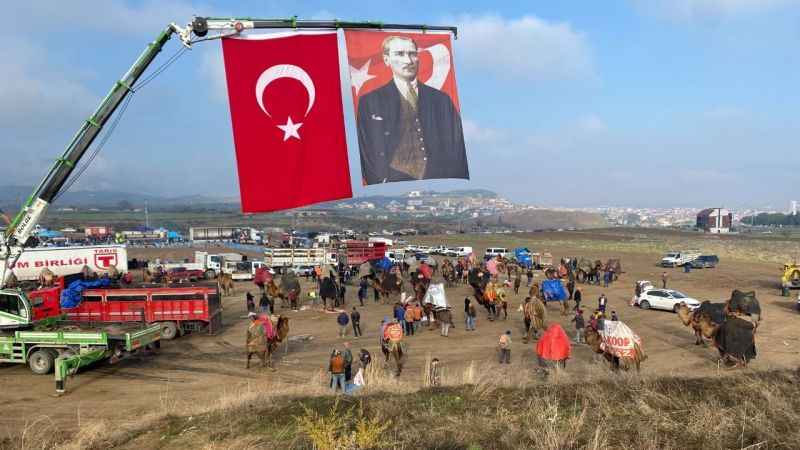 Manisa Alaşehir'de 120 deve kıyasıya güreşti Manisa Alaşehir'de 120 deve kıyasıya güreşti
