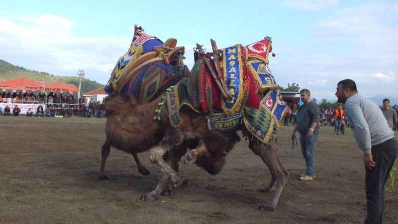 Balıkesir’deki deve güreşlerini binlerce kişi izledi
