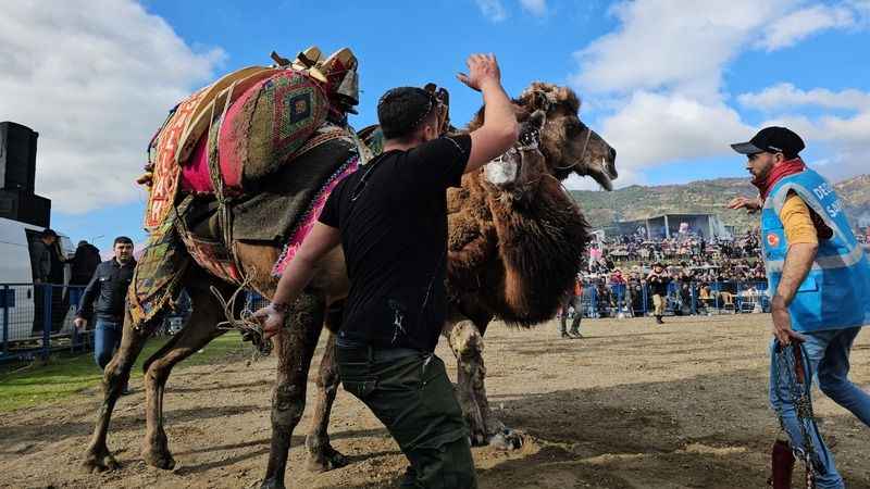 Deve güreşleri izleyenleri coşturdu