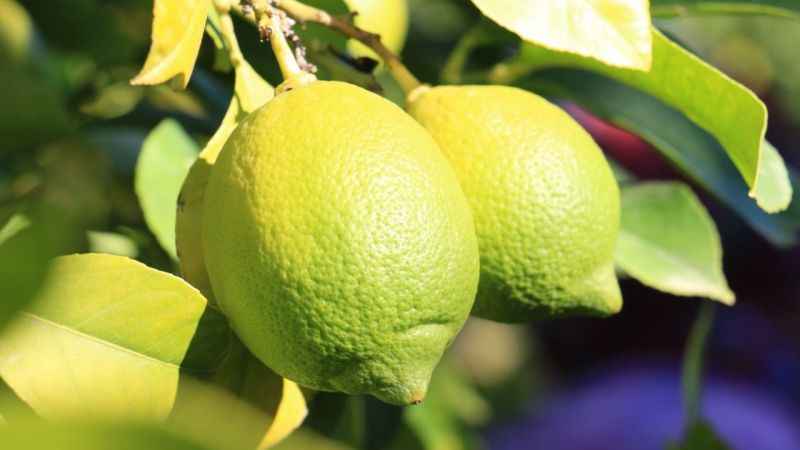 Lamas limonunda hasat 5 TL ile başladı Lamas limonunda hasat 5 TL ile başladı