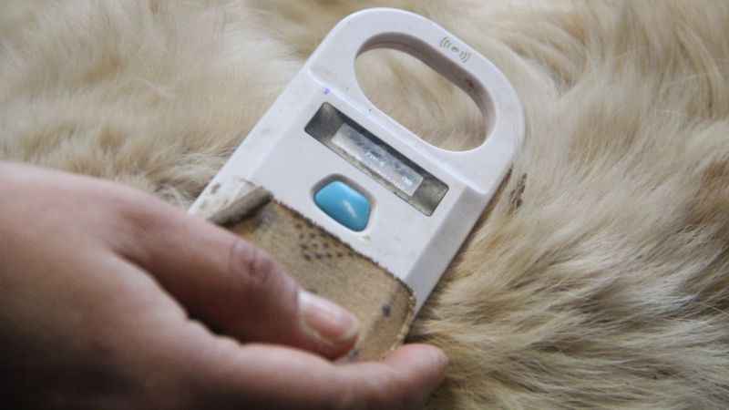 Sokağa terk etmeye çip engeli