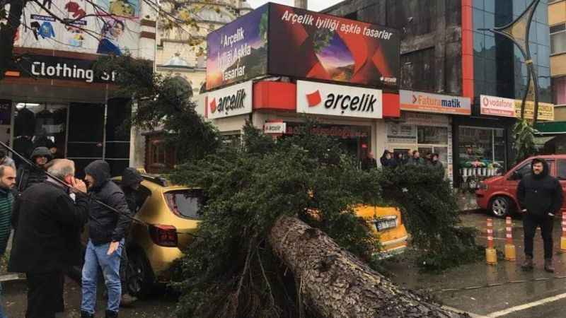 Rize'de fırtına esti, ağaç taksilerin üzerine devrildi