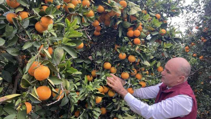 Portakalda hasat başladı