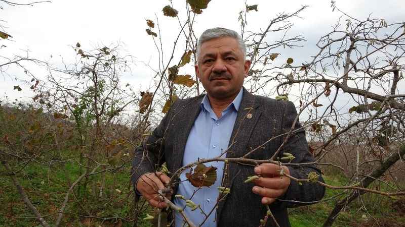 Arslan Soydan: Fındıkta ciddi rekolte kayıpları yaşanabilir