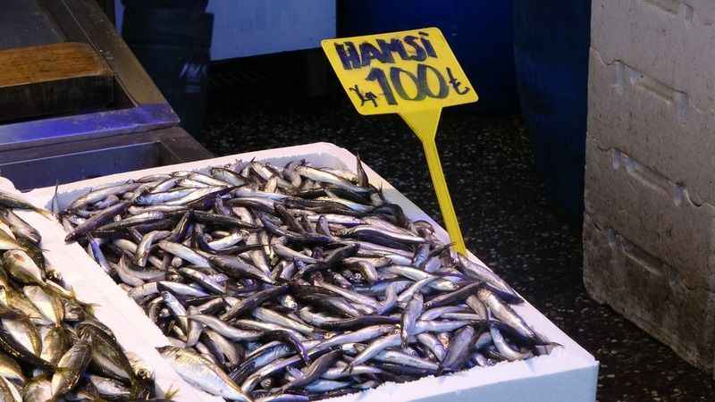 Hamsi sezonu erken kapatıyor Hamsi sezonu erken kapatıyor