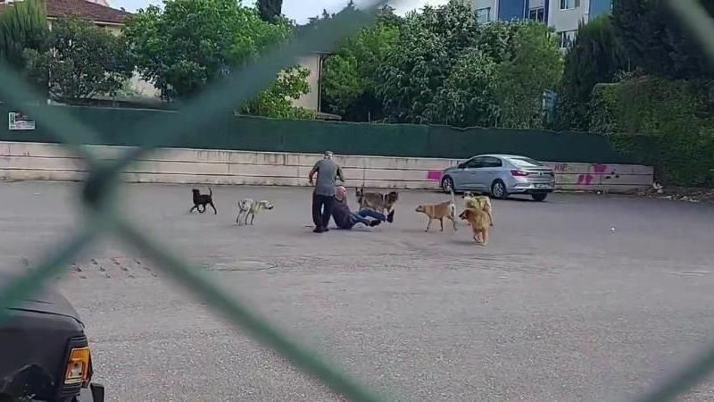 İletişim Başkanlığından sokak köpekleri kamuoyu araştırması: 'Yüzde 83.6'sı sokak köpekleri bir sorun' dedi