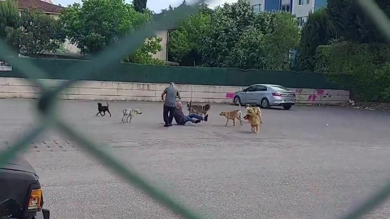 İletişim Başkanlığından sokak köpekleri kamuoyu araştırması: 'Yüzde 83.6'sı sokak köpekleri bir sorun' dedi