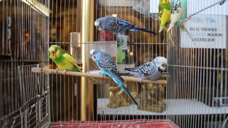 Depremler sonrası ötücü kuşlar revaçta