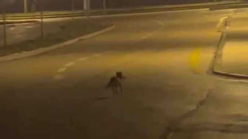 Tilki açlıktan şehre indi