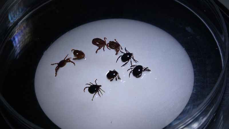 Çıplak elle keneye dokunmayın!