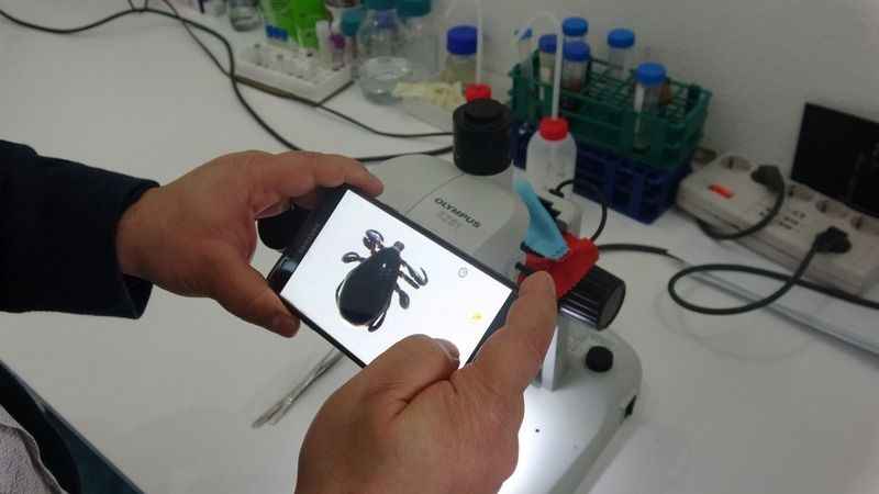 Çıplak elle keneye dokunmayın!