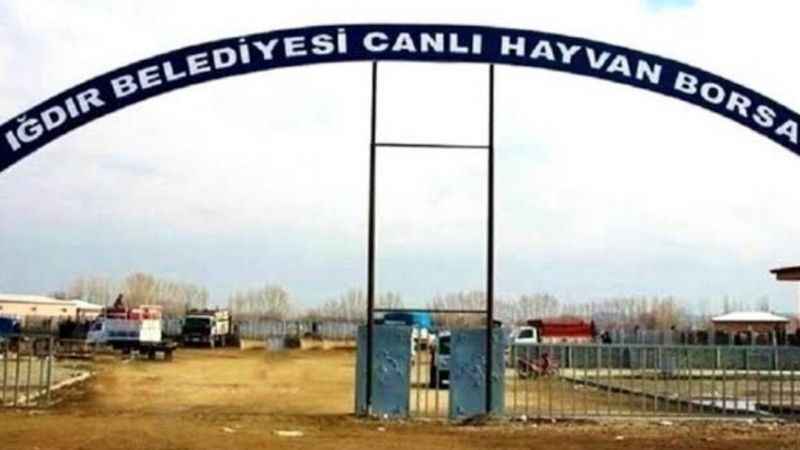 Iğdır hayvan pazarı tekrar açılıyor Iğdır hayvan pazarı tekrar açılıyor