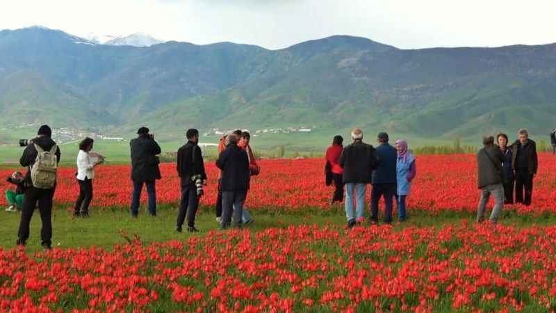 Muş’ta 15 günlük lale devri başladı