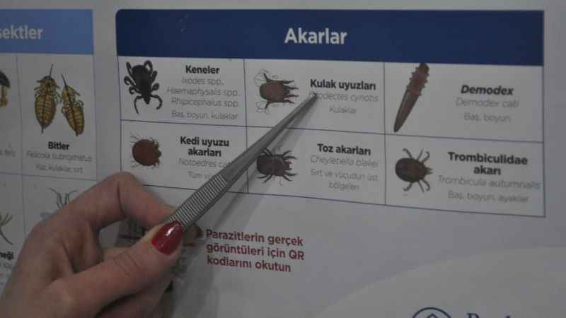 Uyuz salgınının sebebi hayvanlar değil Uyuz salgınının sebebi hayvanlar değil
