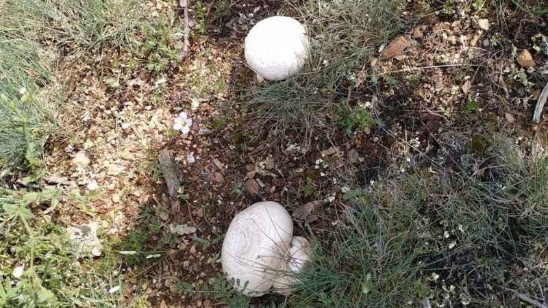 Mantarlara dikkat: Ölüme yol açabilir Mantarlara dikkat: Ölüme yol açabilir