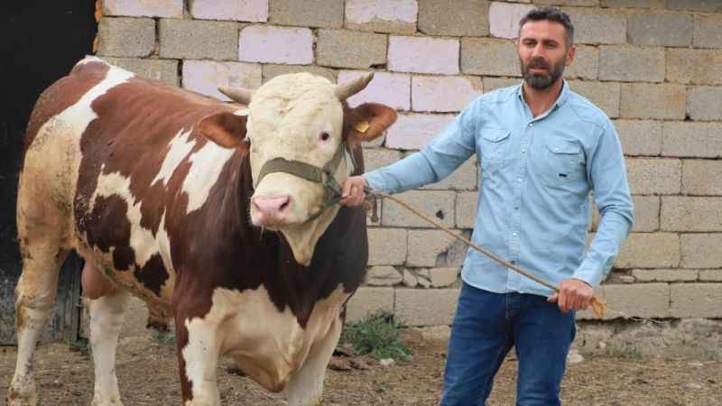 1 tonluk "Çalo" 130 bin liradan alıcısını bekliyor 1 tonluk "Çalo" 130 bin liradan alıcısını bekliyor