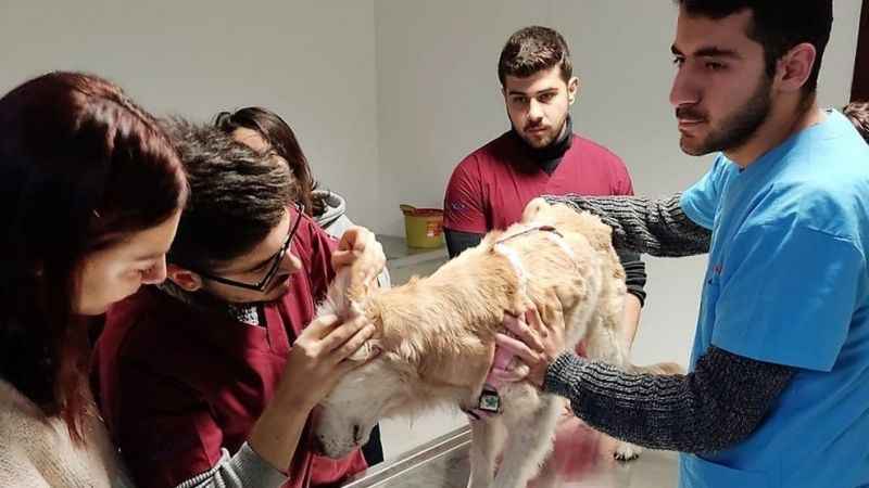 Kastamonu hayvan hastanesine kavuştu Kastamonu hayvan hastanesine kavuştu