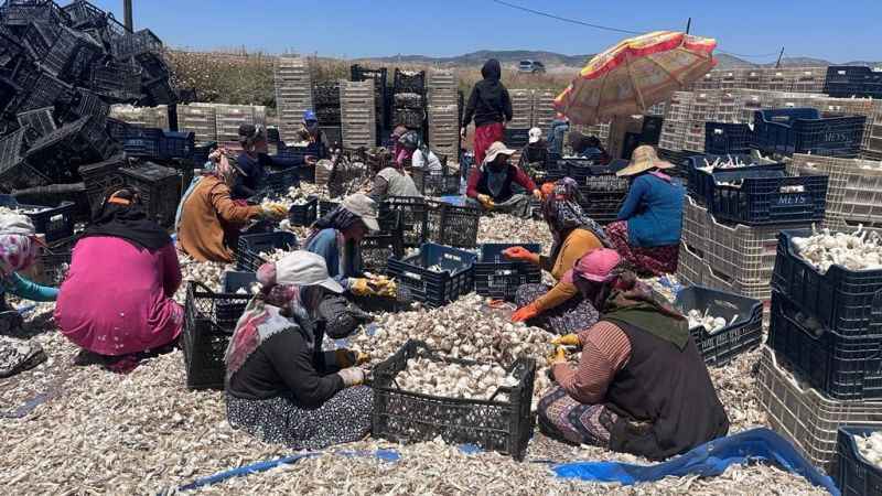 Sarımsak tarlada 15, markette 40 lira Sarımsak tarlada 15, markette 40 lira
