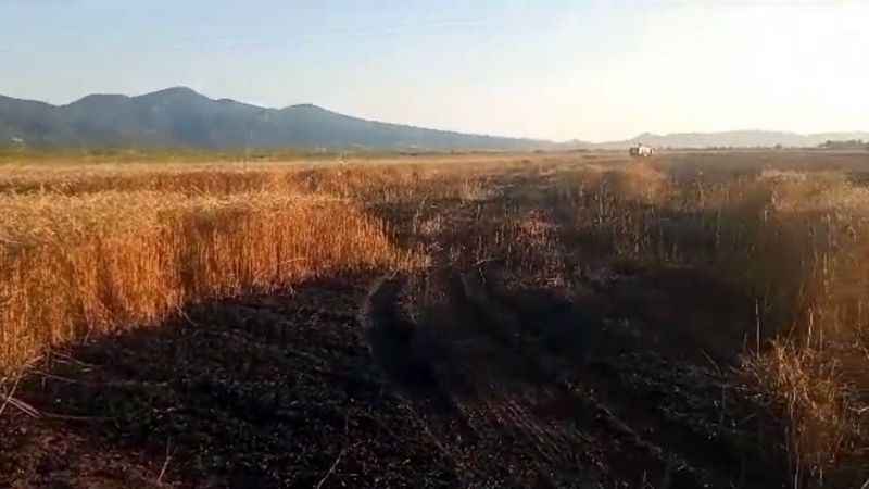 Buğday tarlasında yangın: 15 dönüm küle döndü Buğday tarlasında yangın: 15 dönüm küle döndü