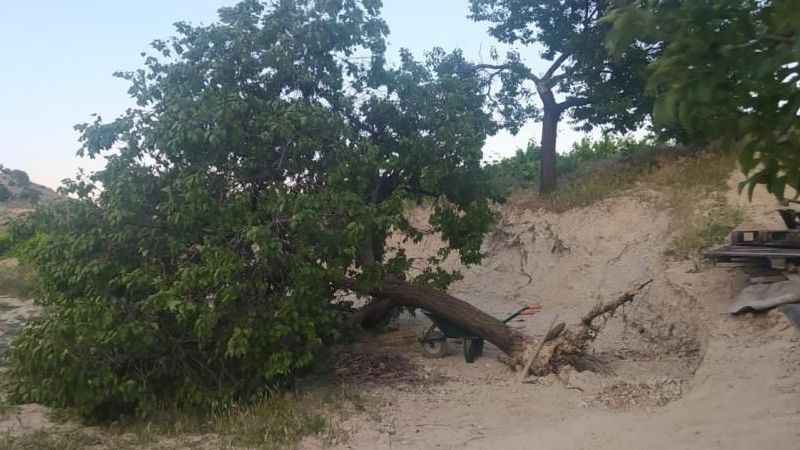 Elazığ’da fırtına ağaçları kökünden söktü Elazığ’da fırtına ağaçları kökünden söktü