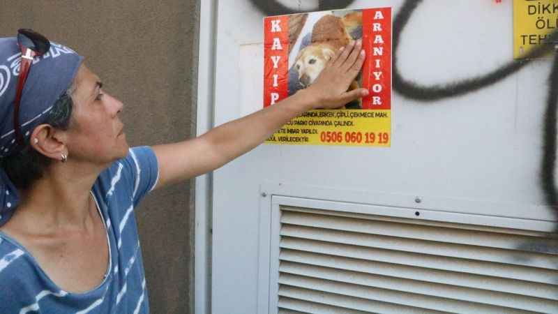 Enkaza dönen kentte kaybolan köpeğini arıyor Enkaza dönen kentte kaybolan köpeğini arıyor