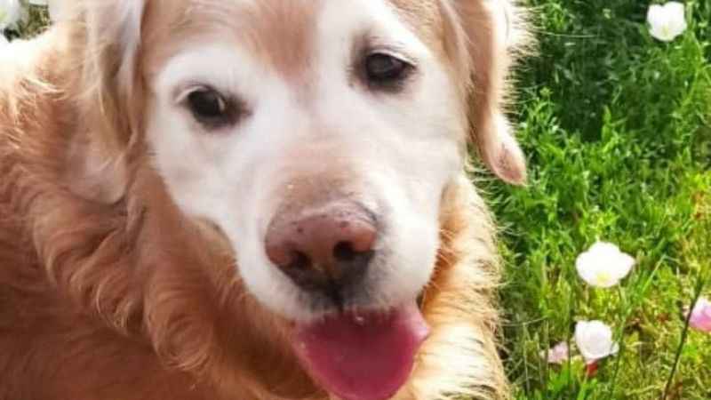 Enkaza dönen kentte kaybolan köpeğini arıyor Enkaza dönen kentte kaybolan köpeğini arıyor