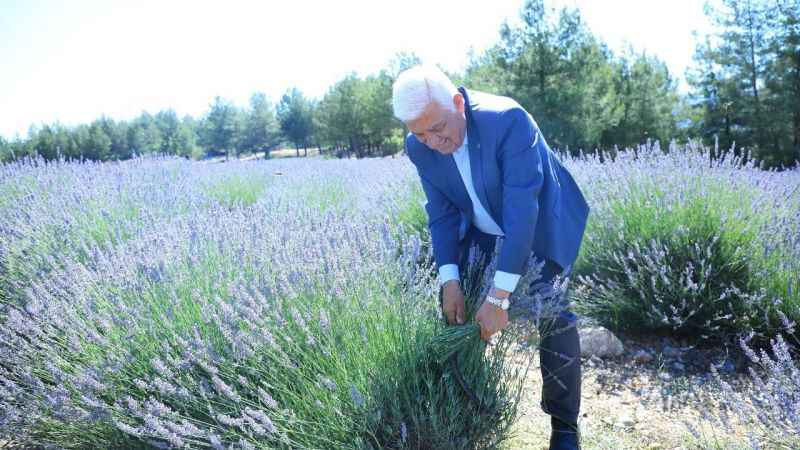 Koku Vadisi’nde Lavanta şenliği