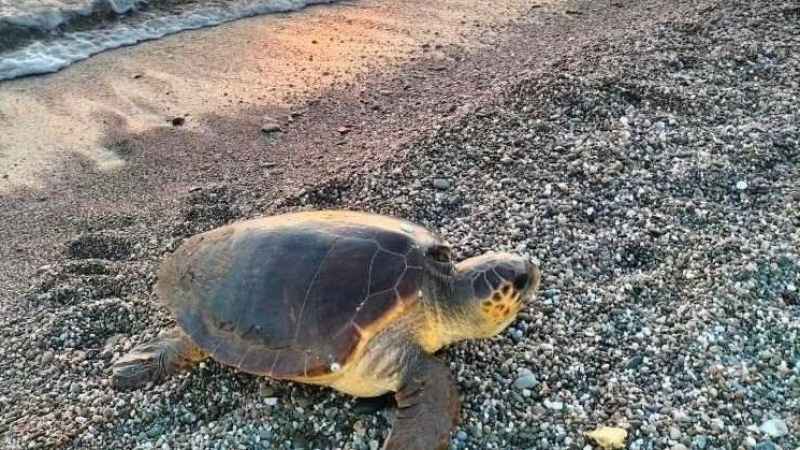 Caretta Carettalar yumurtlamak için Koru sahiline geldi Caretta Carettalar yumurtlamak için Koru sahiline geldi