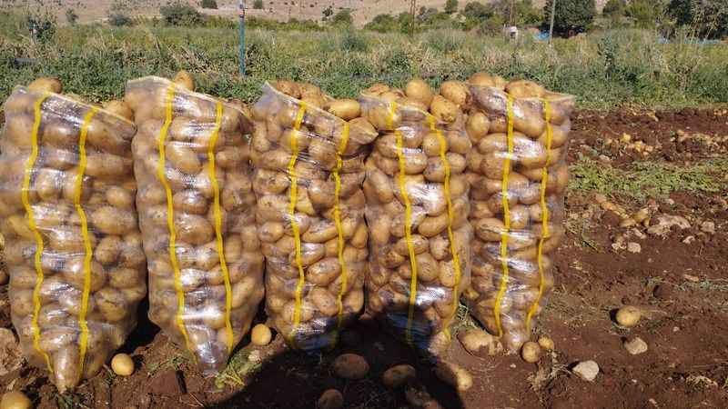 Mardin'de günde 200-300 ton patates hasadı yapılıyor
