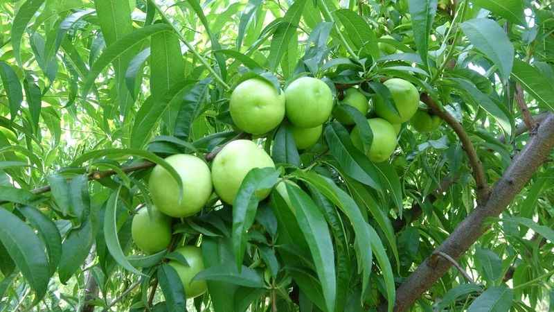 Bayramiç beyazı üreticinin yüzünü güldürdü