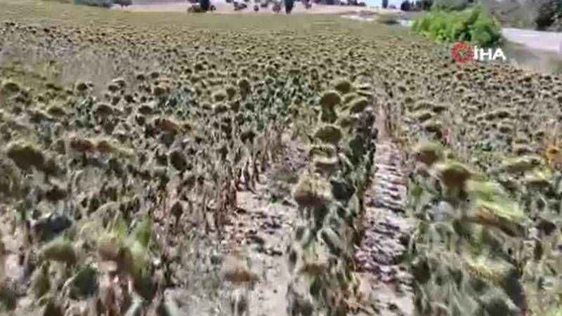 Çanakkale’de aşırı sıcakların ayçiçeğinde rekolteyi yüzde 60 düşürmesi bekleniyor