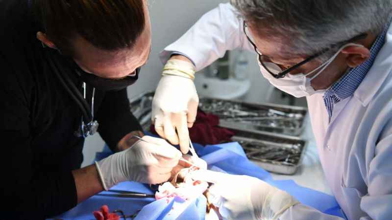 Beylikdüzü'nde patili dostlara sağlık ve barınma imkanı Beylikdüzü'nde patili dostlara sağlık ve barınma imkanı