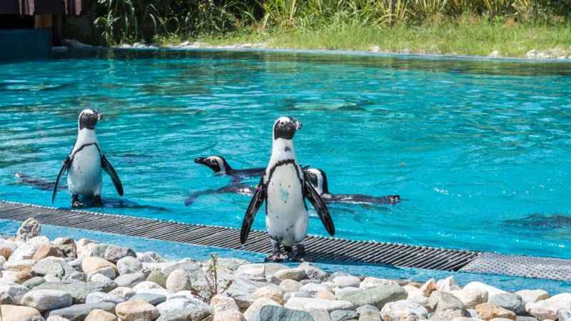 Bursa'da karne hediyesi: Ücretsiz Hayvanat Bahçesi gezisi!