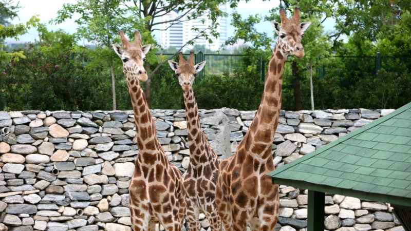 Bursa'da karne hediyesi: Ücretsiz Hayvanat Bahçesi gezisi!