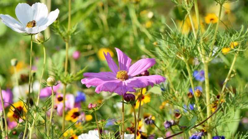 Bahar ve yaz aylarının korkulan hastalığı