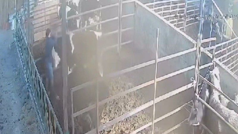 Öfkeli boğa sahibine saldırdı