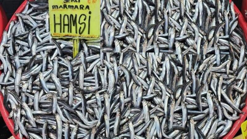 Hamsinin toplam avlanabilirlik miktarı, 400 bin ton olarak belirlendi