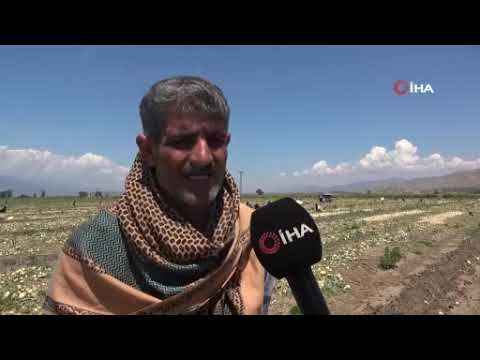 Hasat başladı, soğan fiyatları düşüyor Hasat başladı, soğan fiyatları düşüyor