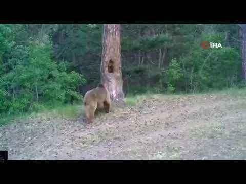 Kars’ta boz ayıların ormanda dansı fotokapana yansıdı Kars’ta boz ayıların ormanda dansı fotokapana yansıdı